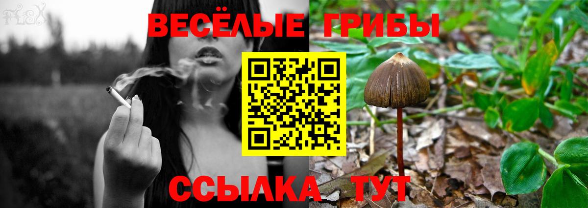 Галлюциногенные грибы Psilocybine cubensis Одинцово